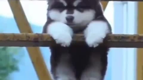 Small husky dog ​​swinging on the ladder