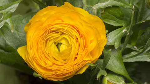 Yellow Rose Flower opening time