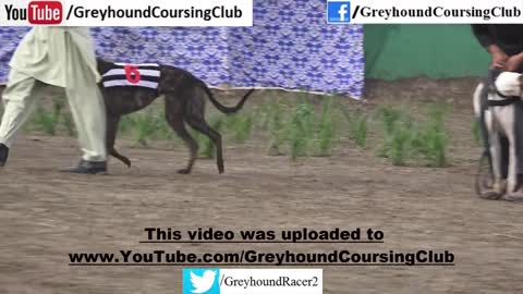 Greyhound derby 2023 Irish greyhound derby race in Pakistan racing greyhounds