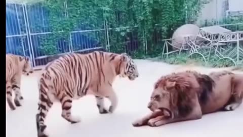 The strongest fight between the lion and the tiger, a fight to the death