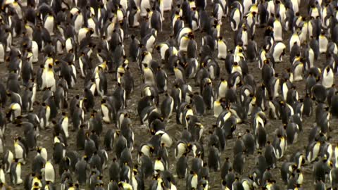 Penguin Paradise in the South Atlantic in South Georgia | Free Nature Documentary
