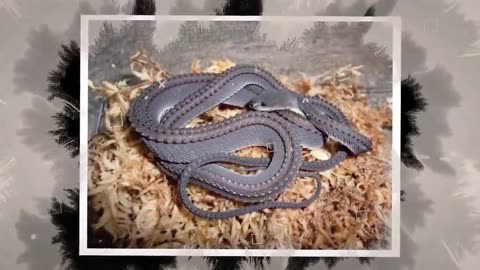 Top- 10- Rarest- Snakes in World