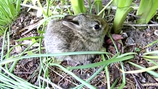 Poor baby rabbit hiding in our garden