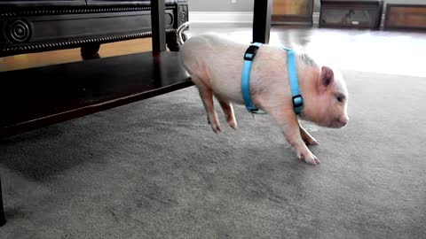 "Dancing" mini pig loves to scratch himself