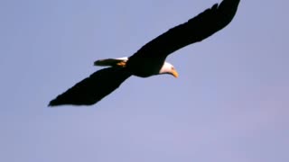 ♦️THE AMAZING BALD EAGLE♦️