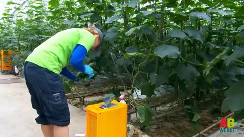 How To Grow 69 Millions Of Cucumbers In Greenhouse And Harvest - Modern Agriculture Technology