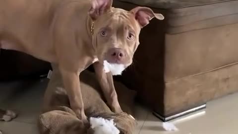 Pitbull Yelled At For Destroying Pillow