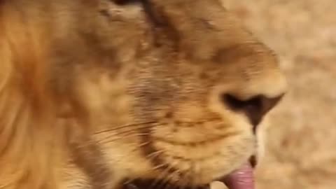 LION (its just a big cat)