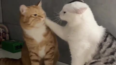 Cute cats playing 😹😹