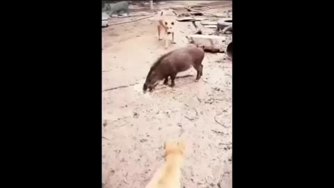 Funny animal world