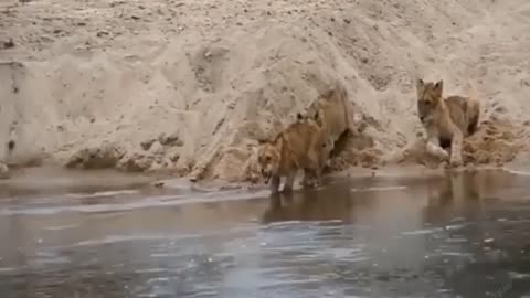 Hungry Crocodile 🐊 Attacking cheetah 🐆 and lions