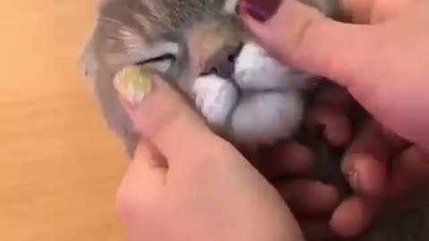 Funny cat video enjoying massage