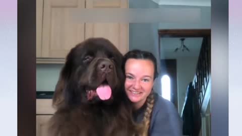 Newfoundland Dog One of the Largest Dog Breeds in the World