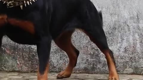 Angry Rottweiler