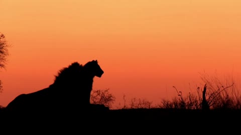 Stunning lion silhouette moment filmed in the African wild