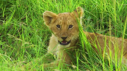Cute cub Lion in the grass