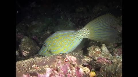 Night Dive - Reef Life of the Andaman - Part