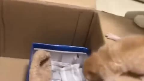 Mama cat takes back crying kitten for home