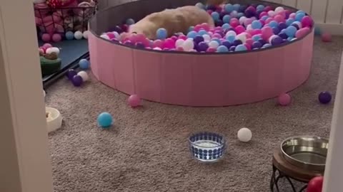 Dog Loves Ball Pit Pool!