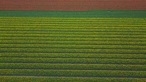 Holland Tulips by Drone