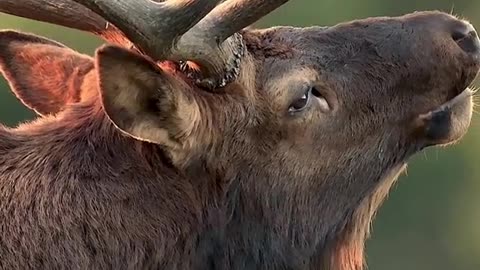 Bull elk bugling up close