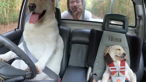 Cute Dogs (dog driving car)