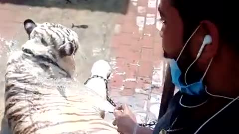 Bathing Tiger