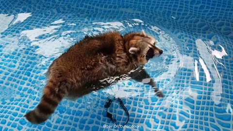 Raccoon swings his short legs and swims