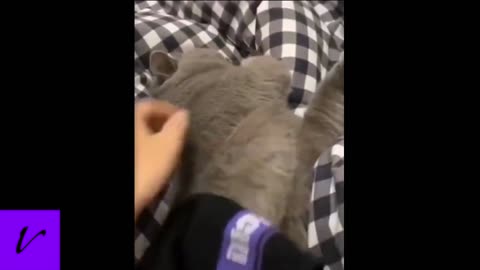 Cat smells owner's smelly sock and has a hilarious reaction.