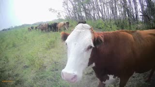 cow gives me a sniff