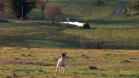 Dog Pasture Animals Grass Landscape Nature Cows