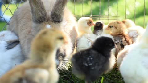 Rabbit between chicken chicks