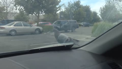 Lazy Pigeon Gets A Free Car Ride