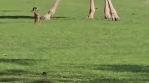 Giraffe and a baby deer playing #shorts #shortvideo #video #virals #videoviral