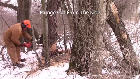 A SAFE Felling Technique For Hardwood - A Technique Using Bore Cut & Hold Wood