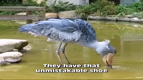 shoe bill stork