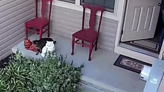 Cat Instantly Regrets Escaping Outside