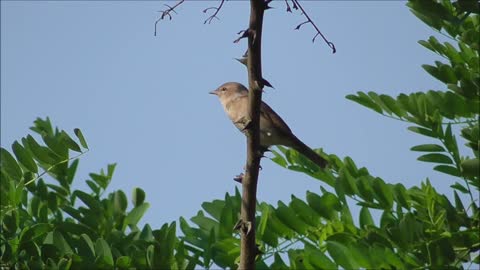 garden warbler stands on the branch