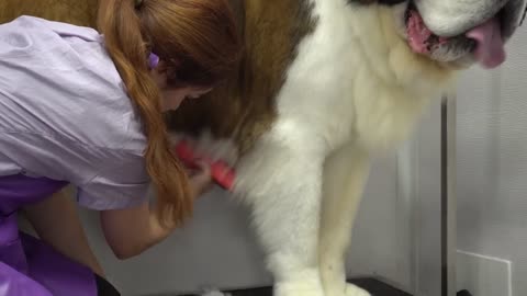 This St. Bernard is MASSIVE _ 200lbs