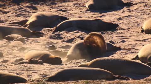 Elephant Seals Sleeping Throwing Sand