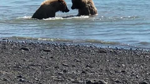 BEARS PLAYING IN THE WATÉR