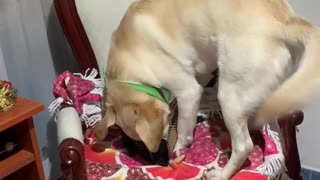 Dog Gets a Christmas Present Too