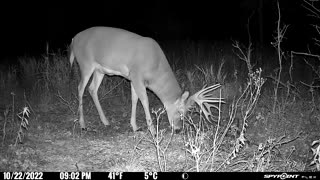 Big Canadian whitetail