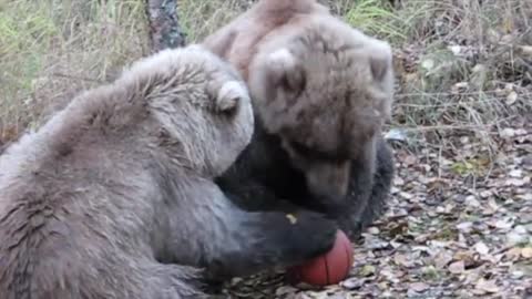 Bear family plays basketball