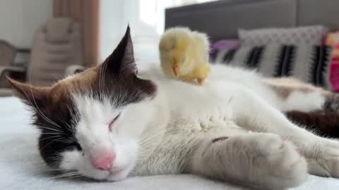 The Cat is Shocked by the Chick sleeping on it like a pillow