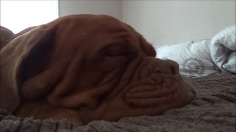 Sophie Dogue de Bordeaux sleeping snoring