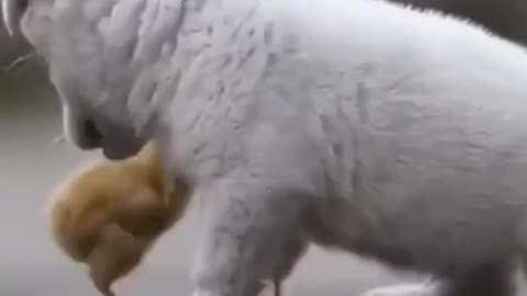 CUTE PUPPY PLAYING WITH CUTE LITTLE CHICKS