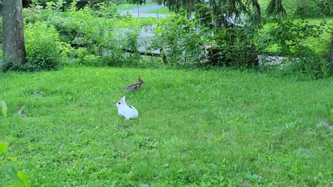 PET RABBIT MEETS WILD RABBIT FOR THE FIRST TIME