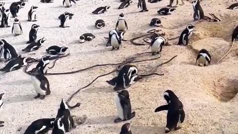 African Penguins in Dashi Beach, South Africa