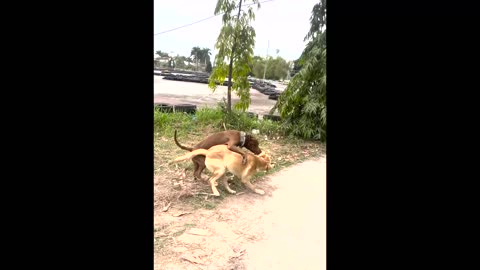 #Shorts #funnydogvideos #pitbulldog Hulk play with friend